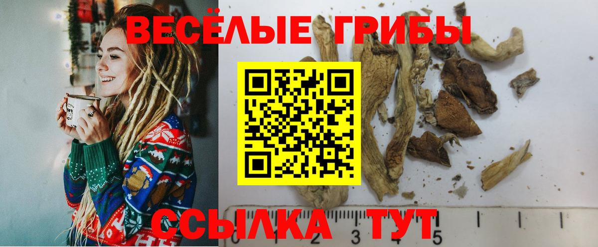 Галлюциногенные грибы Psilocybine cubensis  Вход с VPN  Псилоцибиновые грибы прущие грибы  Оренбург 